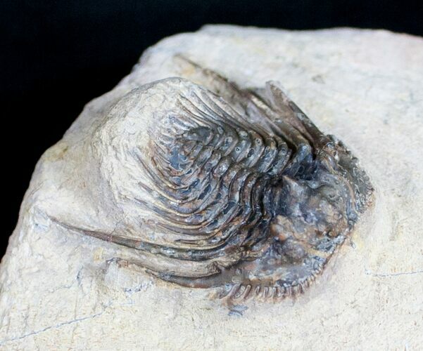 Spiny Leonaspis Trilobite #9565